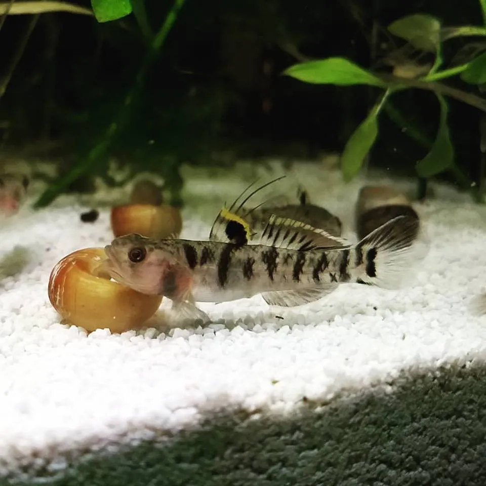 Tiger dwarf goby (Mugilogobius tigrinus)