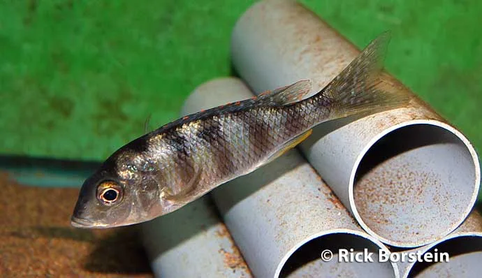 Mylochromis ericotaenia Female
