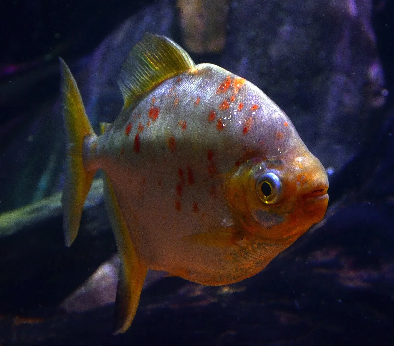 Red hook silver dollar (Myloplus rubripinnis)