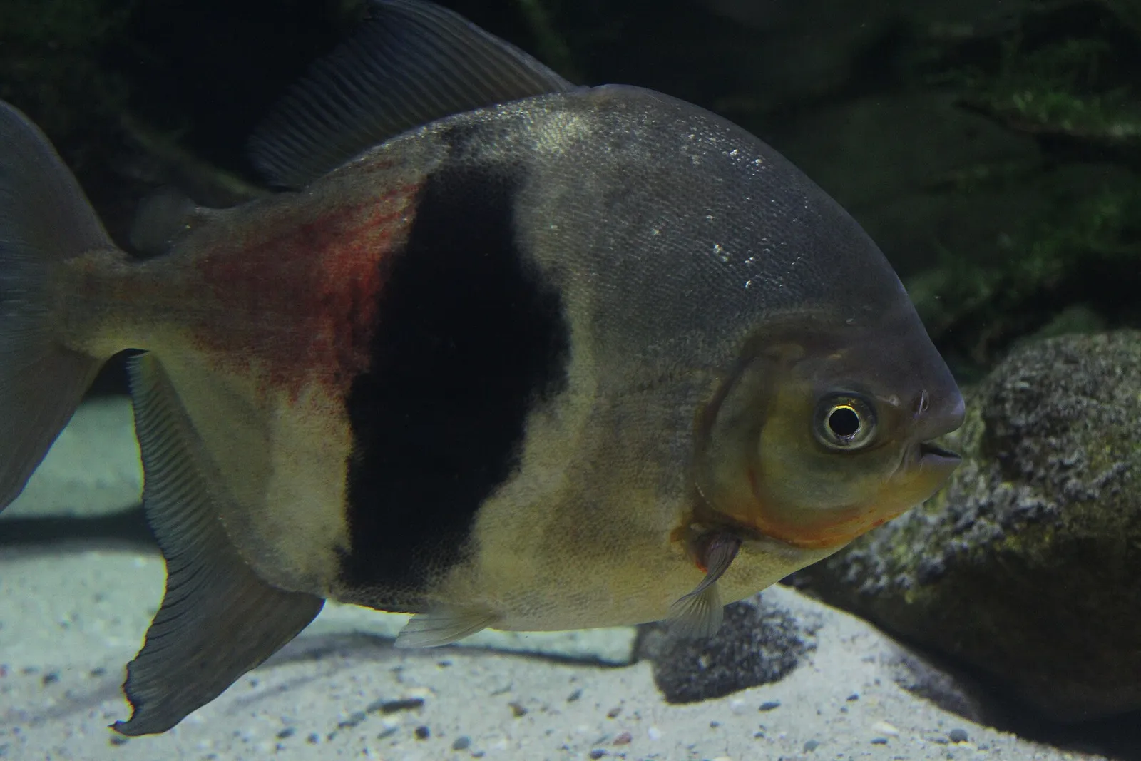Disk tetra (Myloplus schomburgkii)