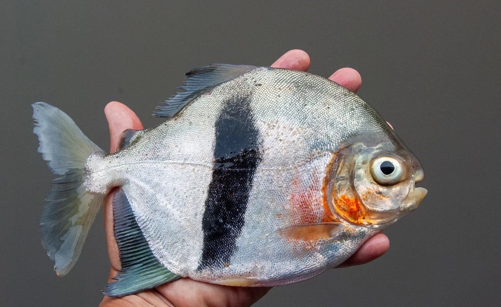 Disk tetra (Myloplus schomburgkii)