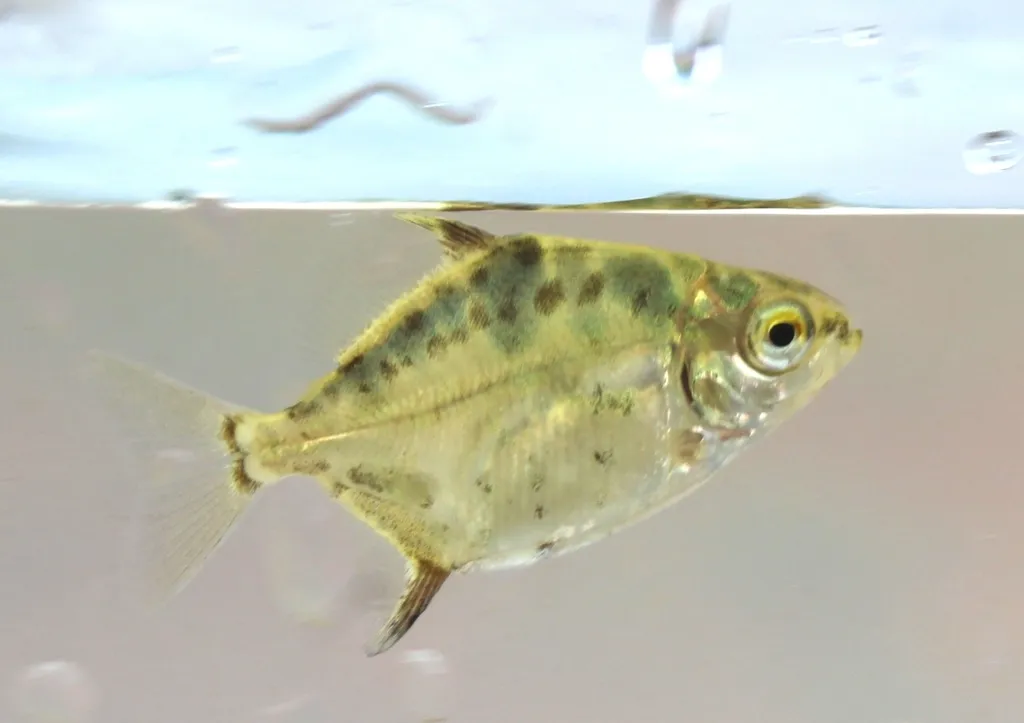 Tiete silver dollar (Myloplus tiete)