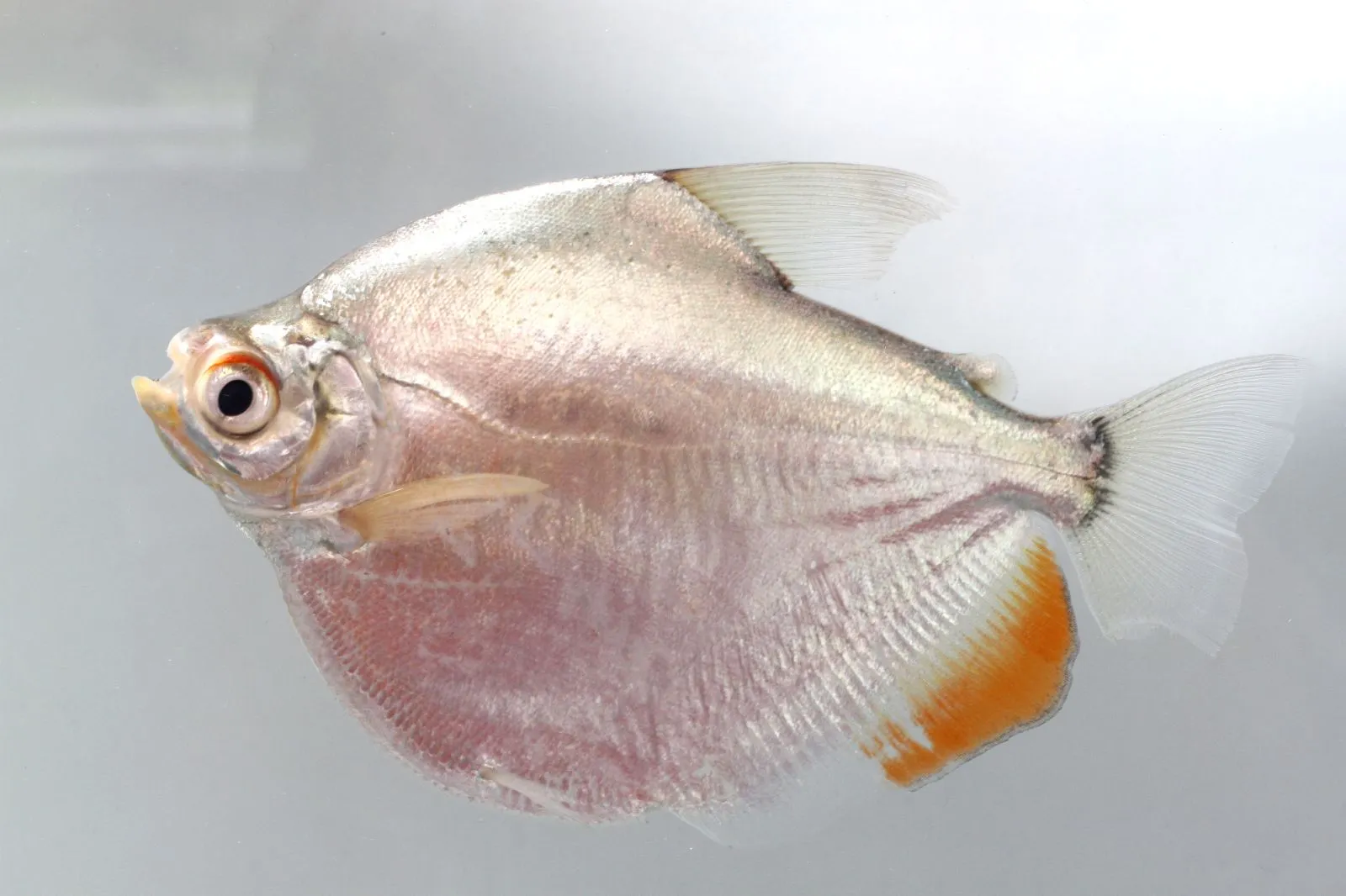 Silver dollar (Mylossoma aureum)