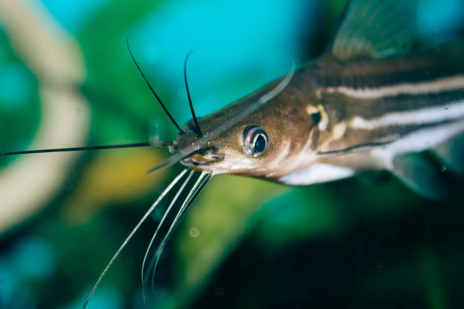 Striped catfish (Mystus vittatus)