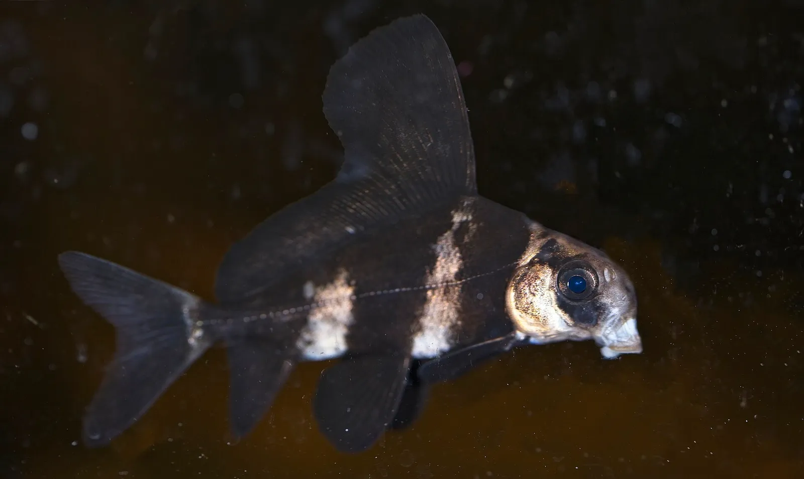 Chinese sucker (Myxocyprinus asiaticus)
