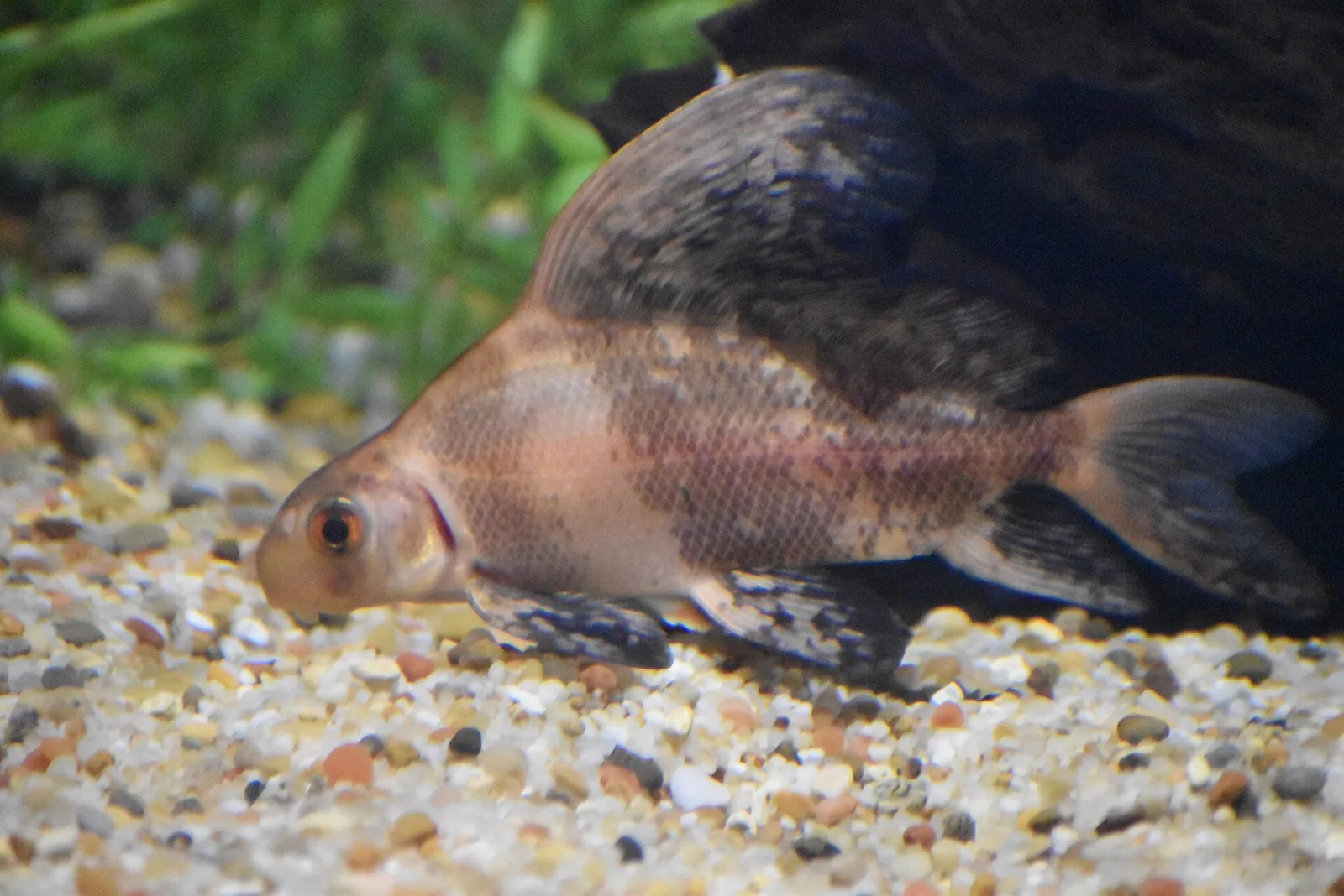 Chinese sucker (Myxocyprinus asiaticus)