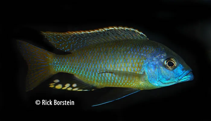 Naevochromis chrysogaster Male
