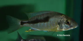 Naevochromis chrysogaster Female