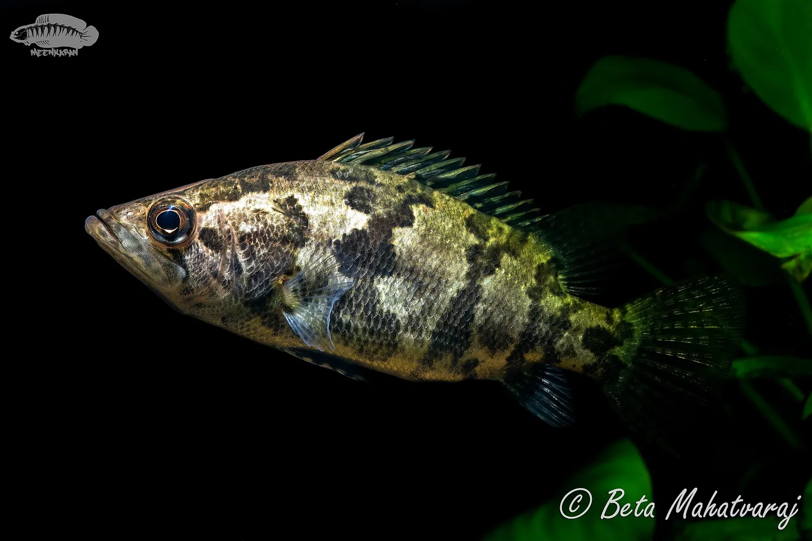 Gangetic leaffish (Nandus nandus)