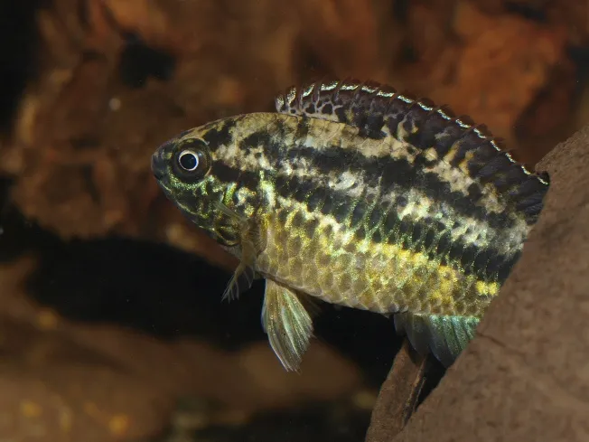 Golden dwarf cichlid (Nannacara anomala)