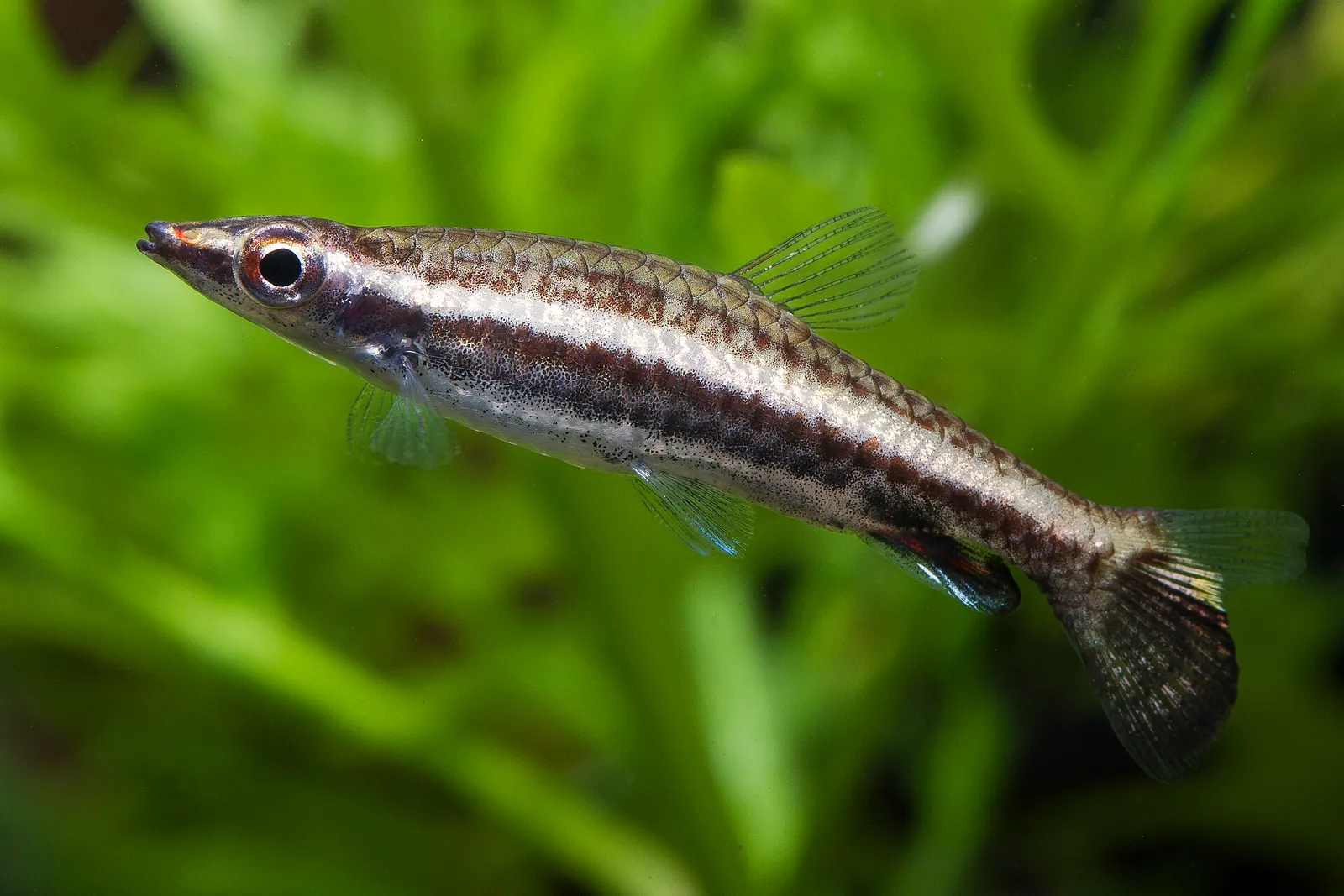 Brown Pencilfish (Nannostomus eques)