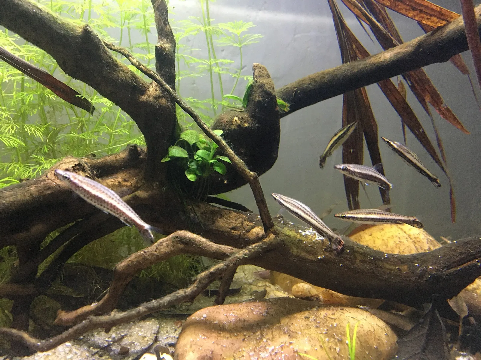 Brown Pencilfish (Nannostomus eques)