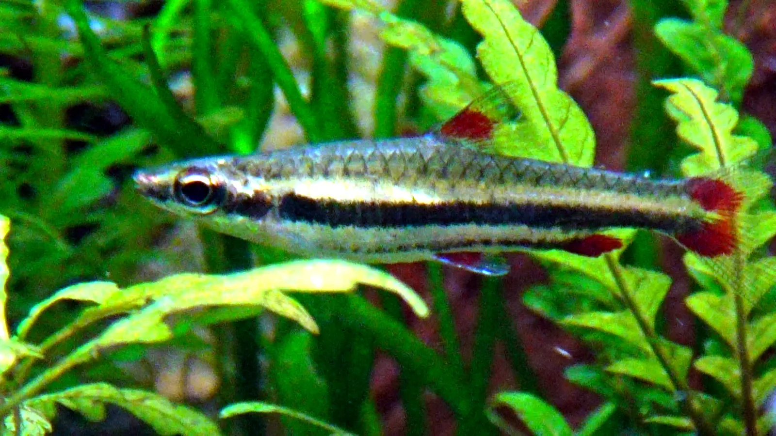 Redmouth Pencilfish (Nannostomus nigrotaeniatus)