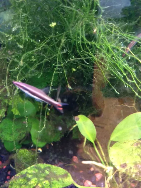 One-lined pencilfish (Nannostomus unifasciatus)