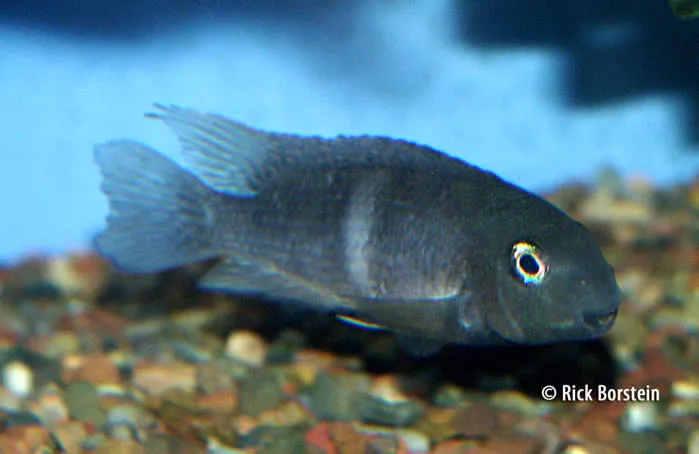 Neetroplus nematopus
