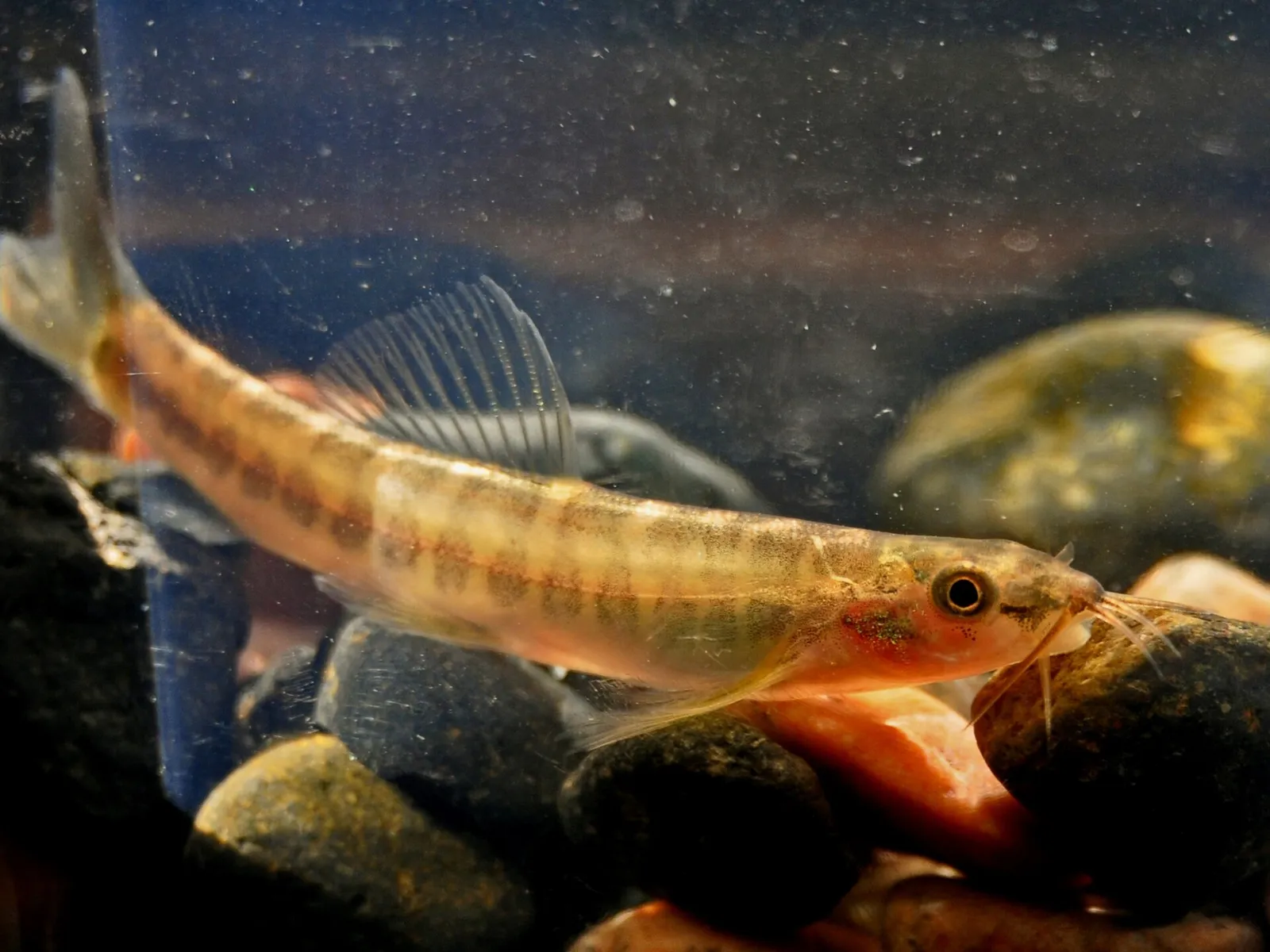 Smaller Barred Loach (Nemacheilus chrysolaimos)