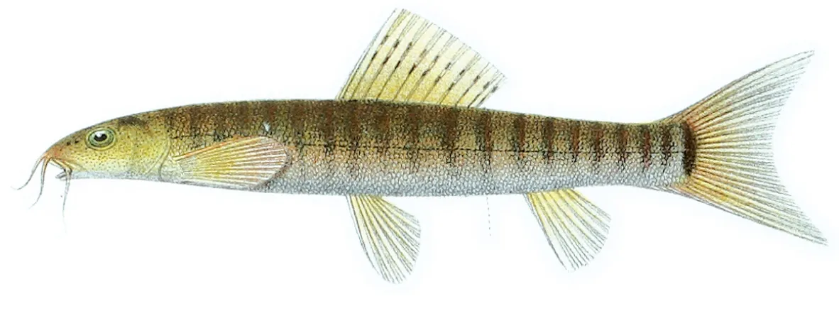 Barred loach (Nemacheilus fasciatus)