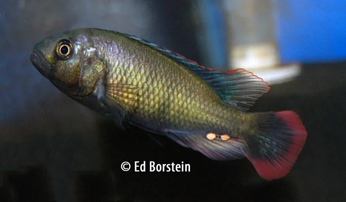 Neochromis greenwoodi