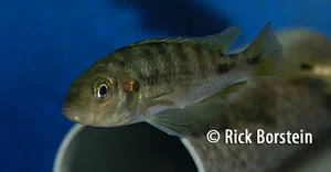 Neochromis greenwoodi