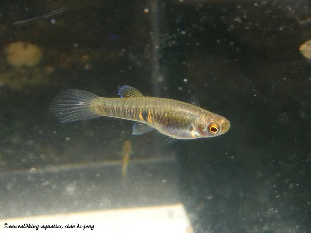 Orange dwarf toothcarp (Neoheterandria elegans)