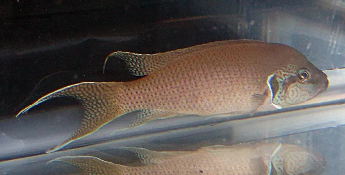 Neolamprologus brichardi
