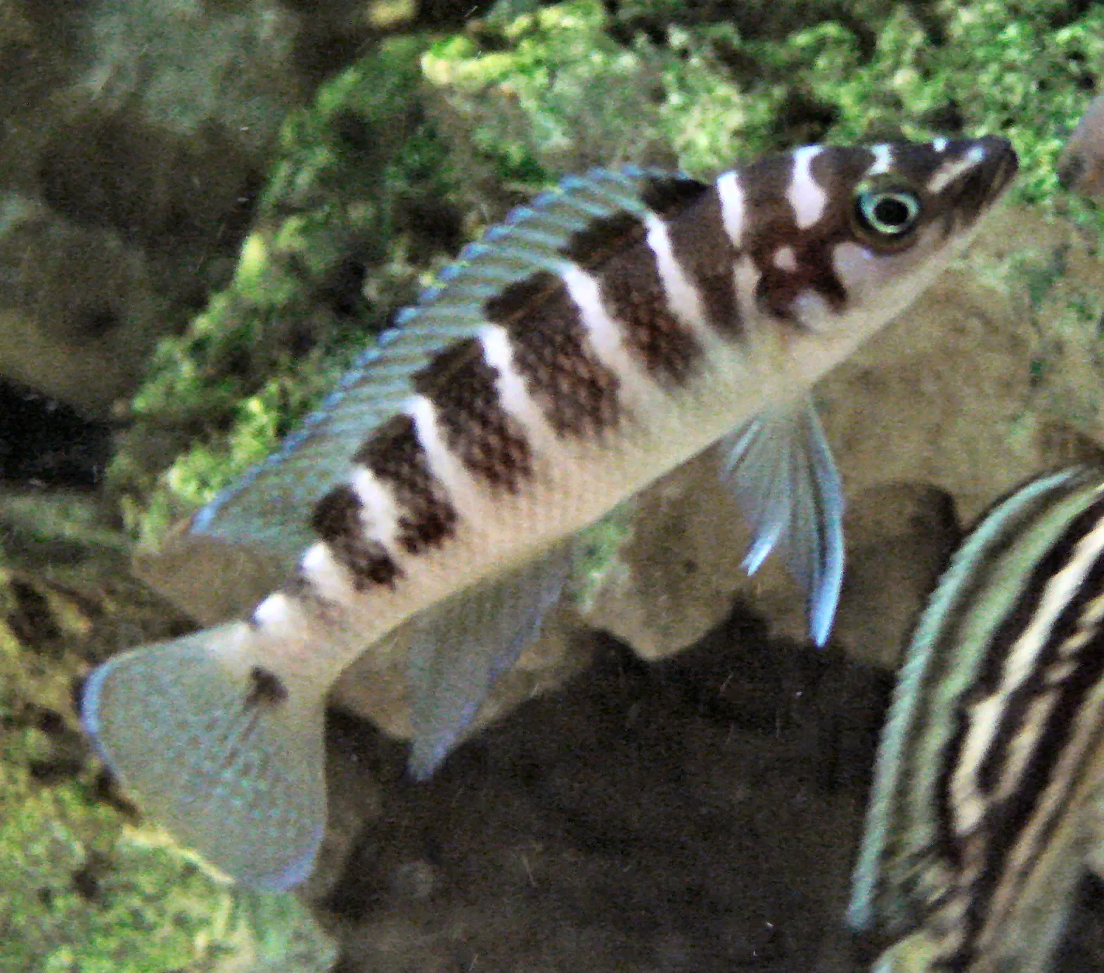 Cylindricus cichlid (Neolamprologus cylindricus)