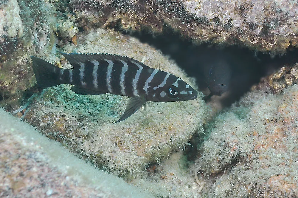 Cylindricus cichlid (Neolamprologus cylindricus)
