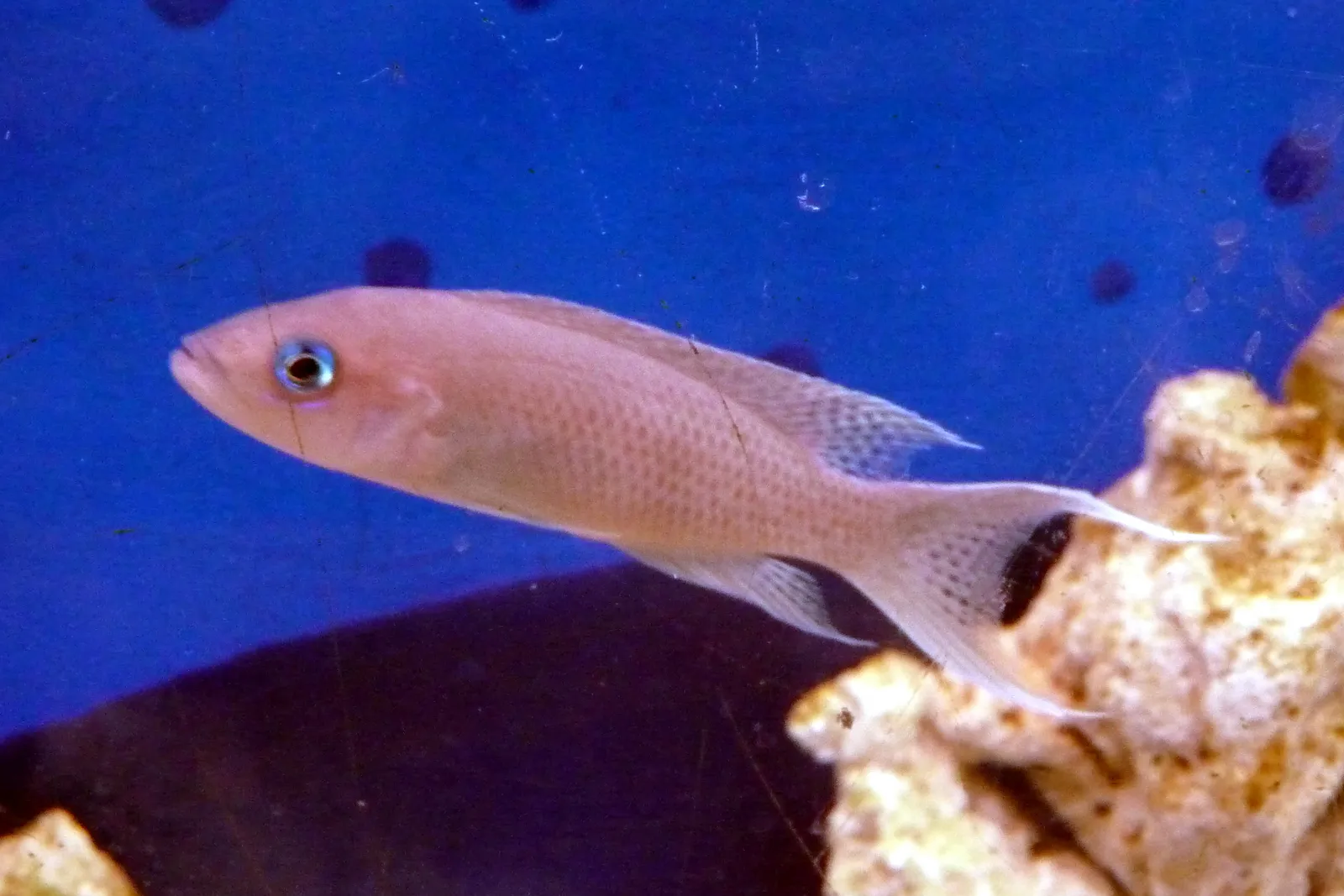 Graceful fairy cichlid (Neolamprologus gracilis)