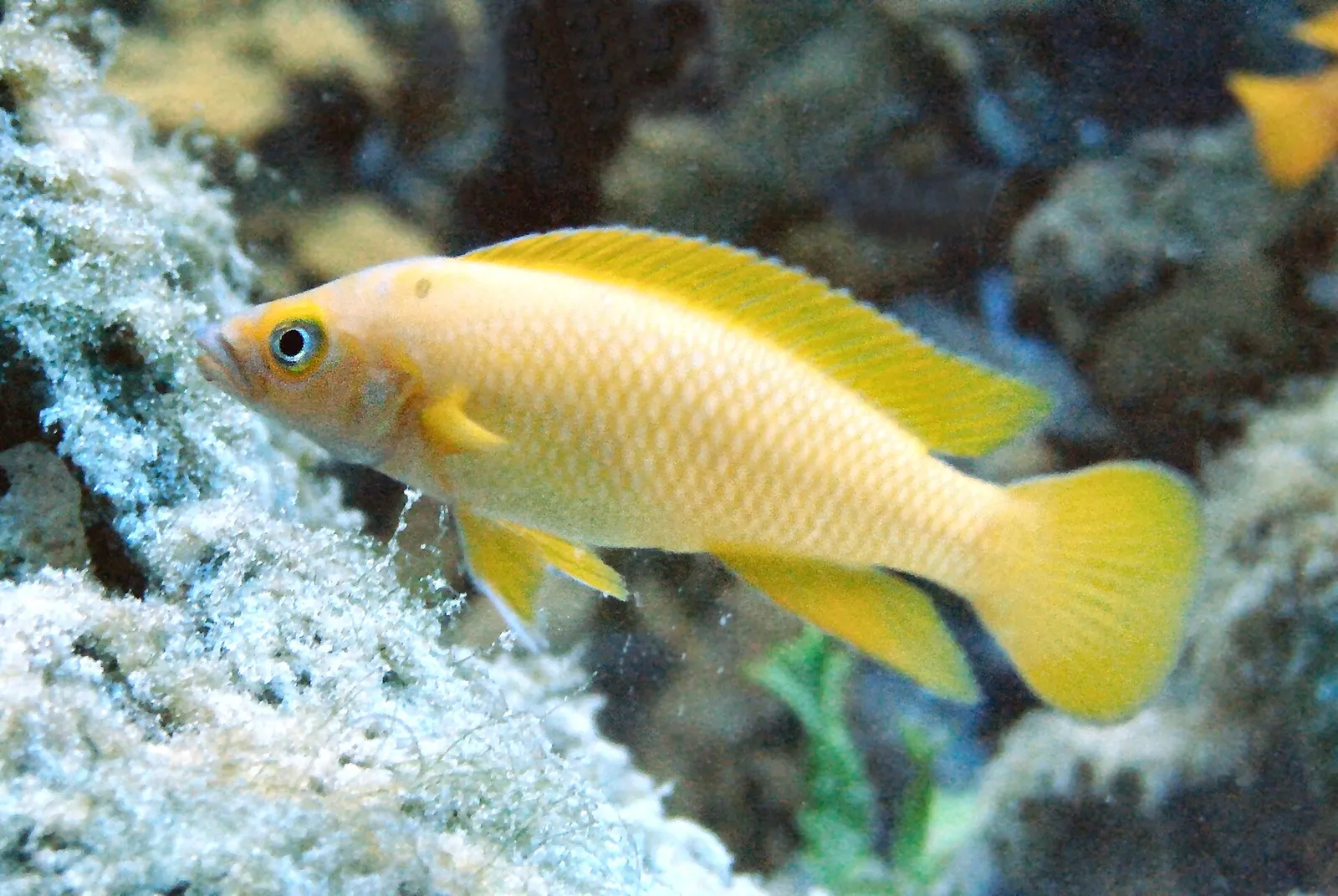Elongated lemon cichlid (Neolamprologus longior)