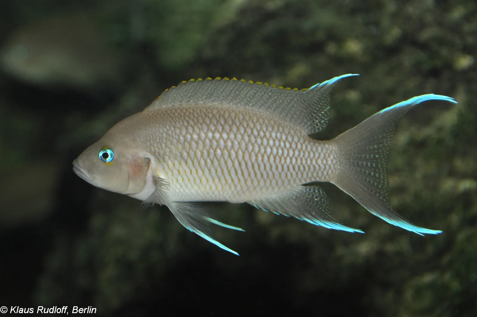 White tip cichlid (Neolamprologus marunguensis)