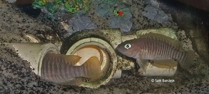 Neolamprologus multifasciatus