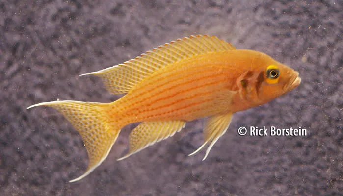 Neolamprologus olivaceous