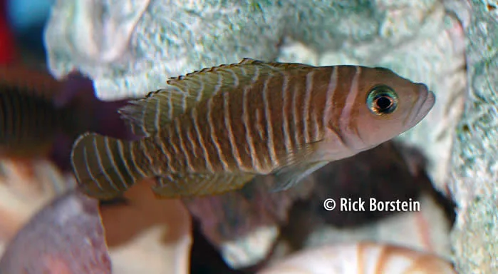Neolamprologus similis