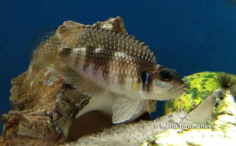 Lamprologus meleagris Male