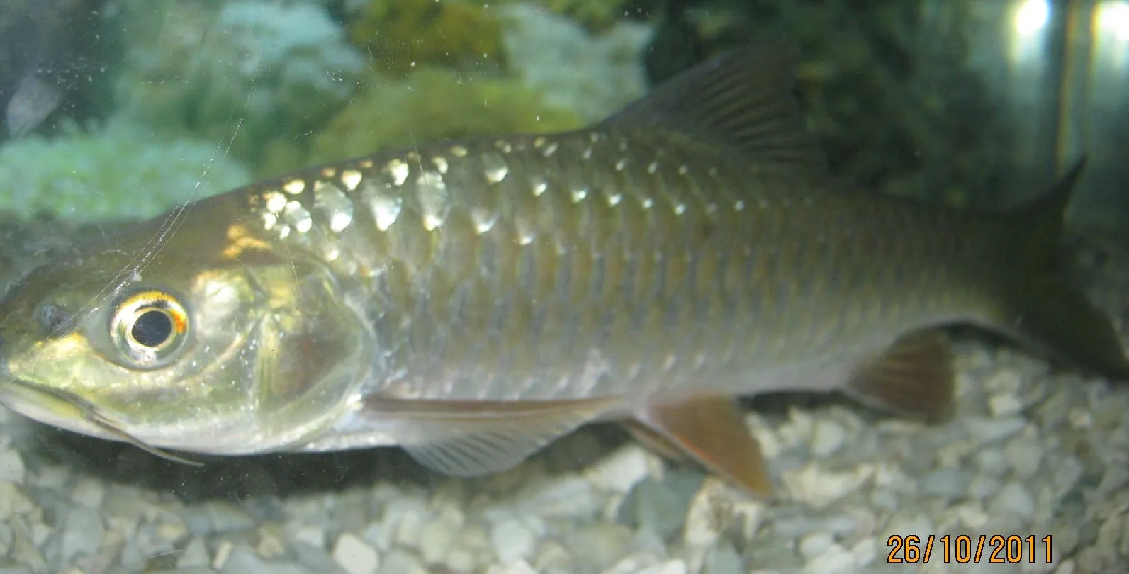 Copper mahseer (Neolissochilus hexagonolepis)