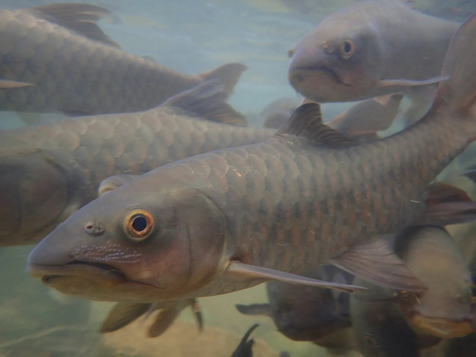 Blue Mahseer (Neolissochilus stracheyi)