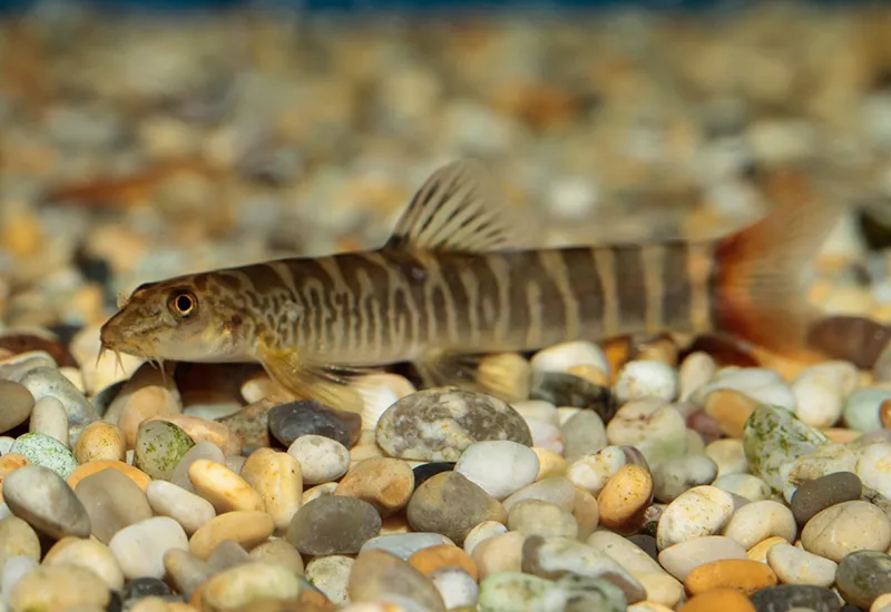 Neonoemacheilus labeosus