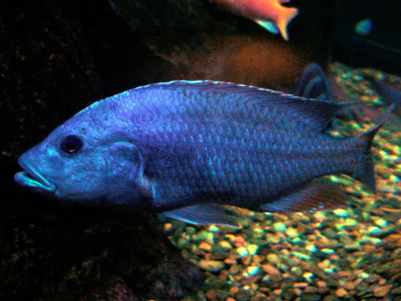 Fuscotaeniatus Hap (Nimbochromis fuscotaeniatus)