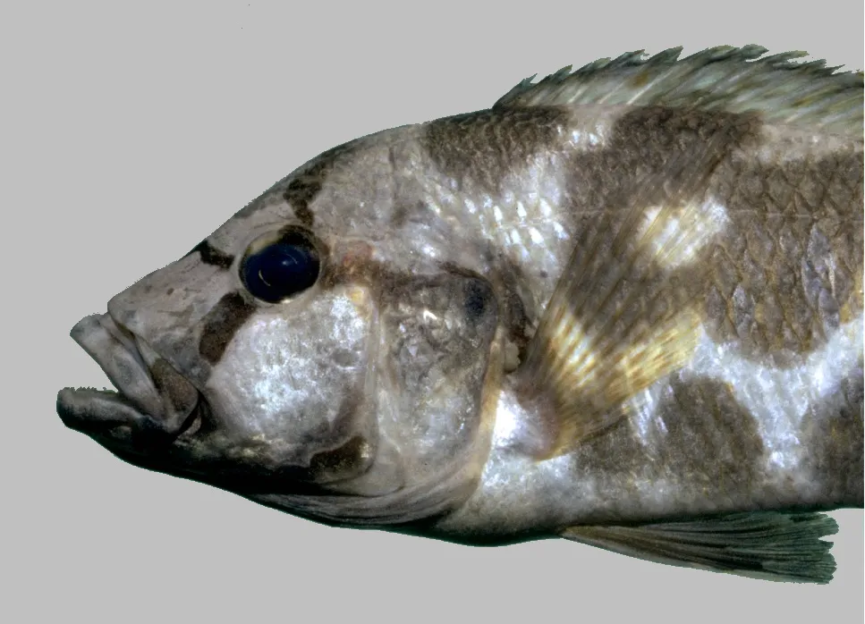Livingston's cichlid (Nimbochromis livingstonii)