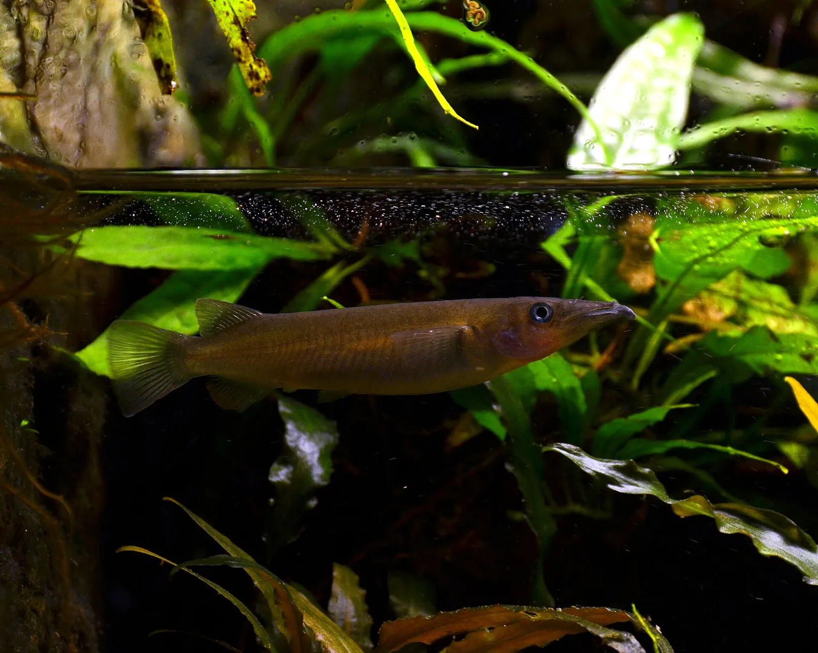 Celebes halfbeak (Nomorhamphus liemi)