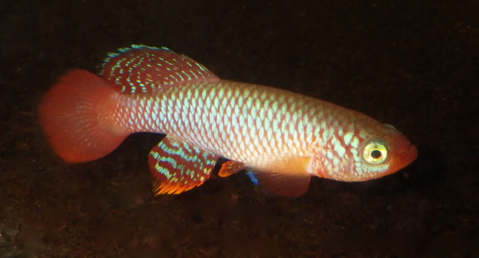 Nothobranchius flammicomantis