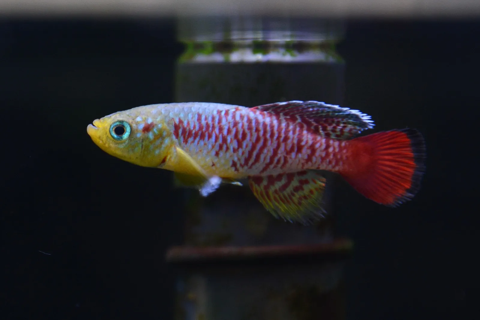 Redtail notho (Nothobranchius guentheri)