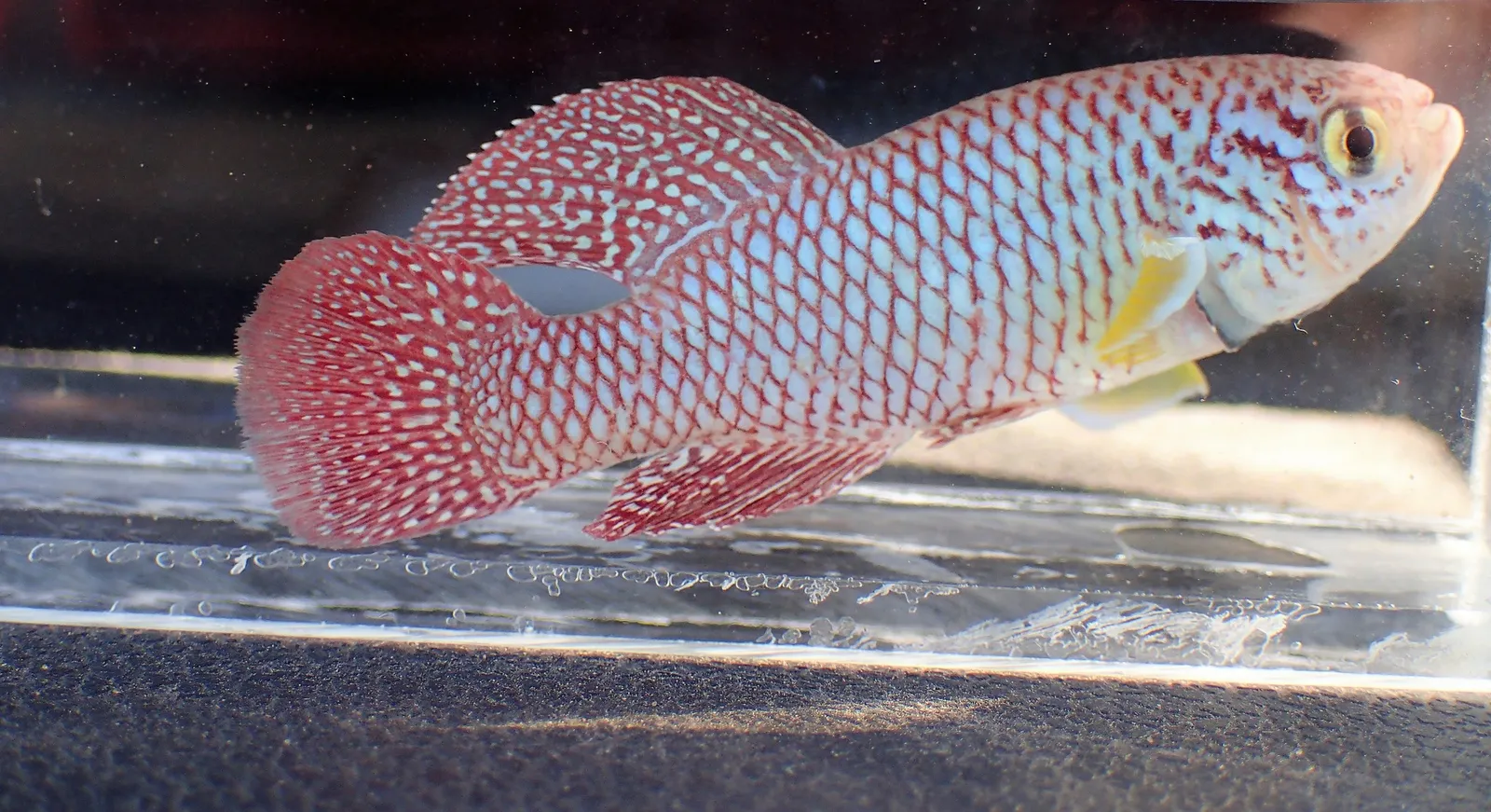 Gorongosa Killifish (Nothobranchius kadleci)