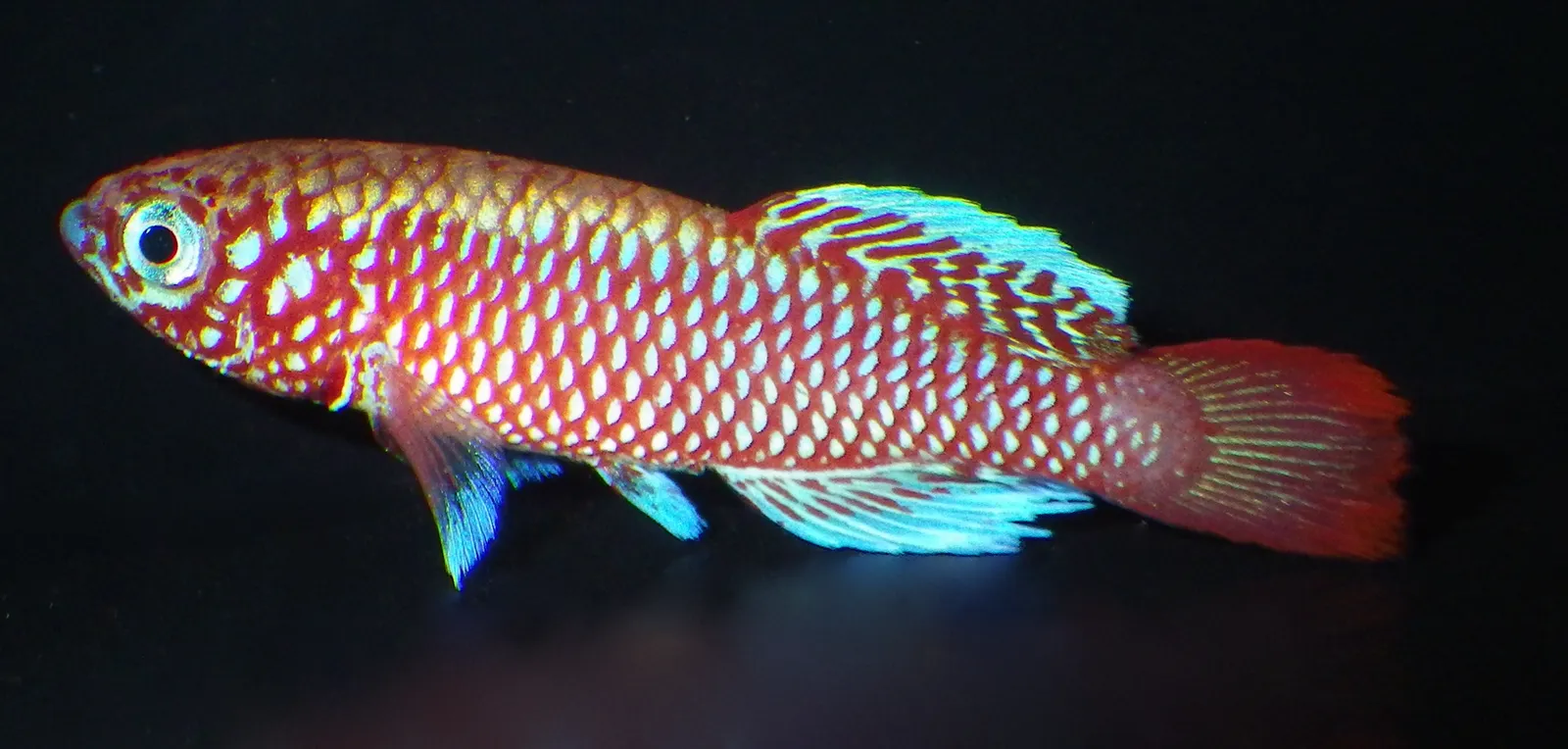 Nothobranchius kilomberoensis