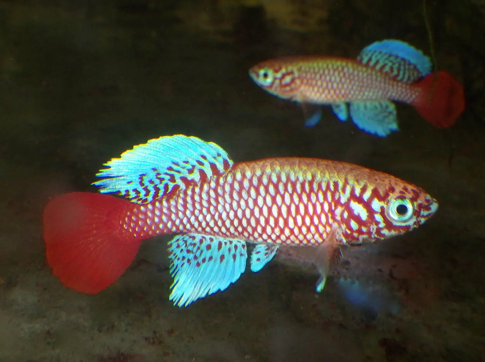 Nothobranchius kilomberoensis