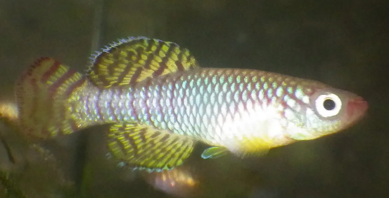 Korthaus' notho (Nothobranchius korthausae)