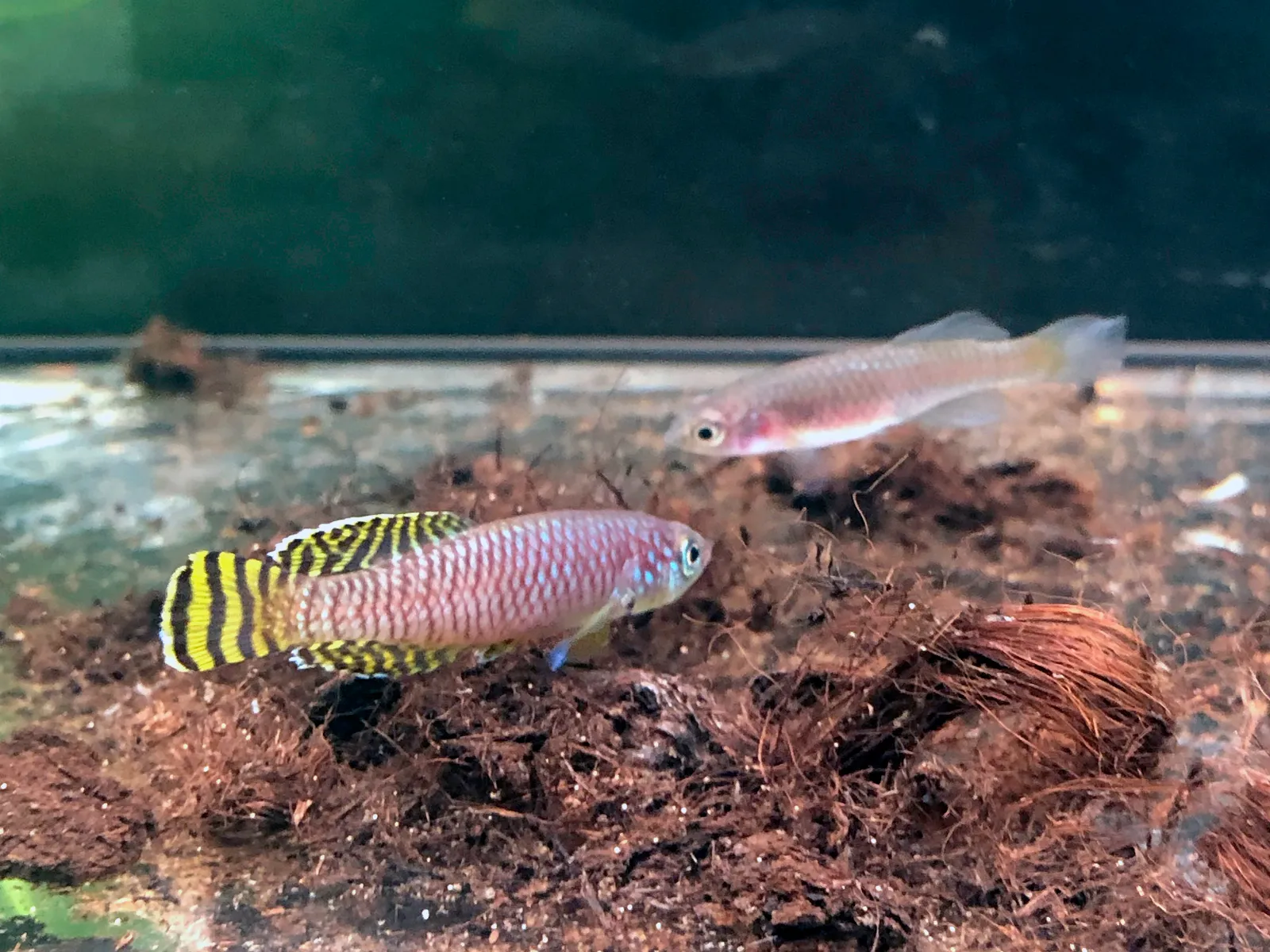 Malaisse's notho (Nothobranchius malaissei)