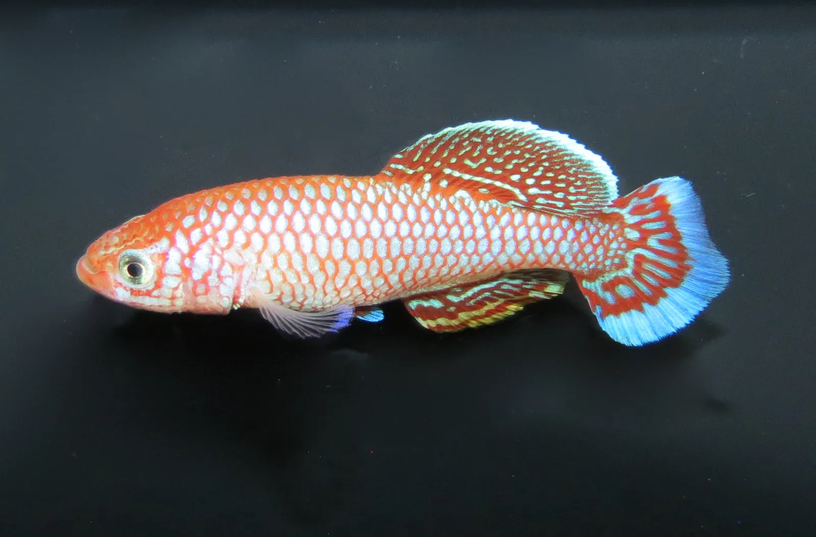 Poll's notho (Nothobranchius polli)