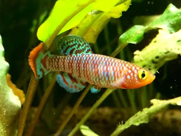 Rachow's notho (Nothobranchius rachovii)