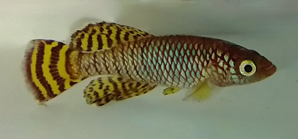 Nothobranchius ruudwildekampi